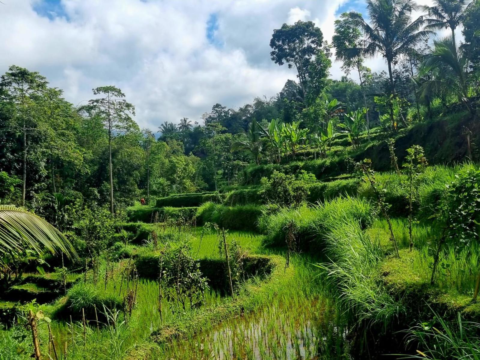 Girang Rinjani Bungalows تيتيباتو الغرفة الصورة