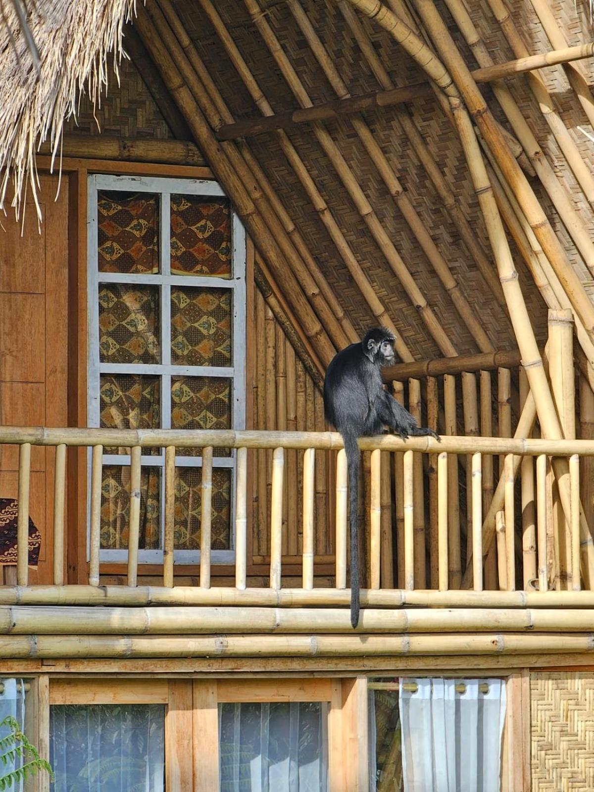 Girang Rinjani Bungalows تيتيباتو المظهر الخارجي الصورة